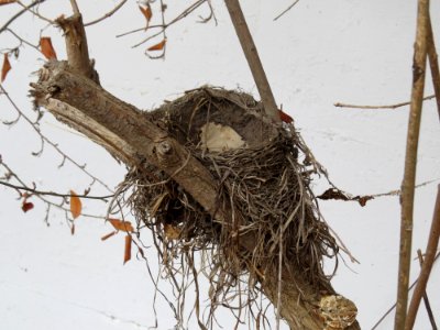 American Robin (Turdus migratorius) nest