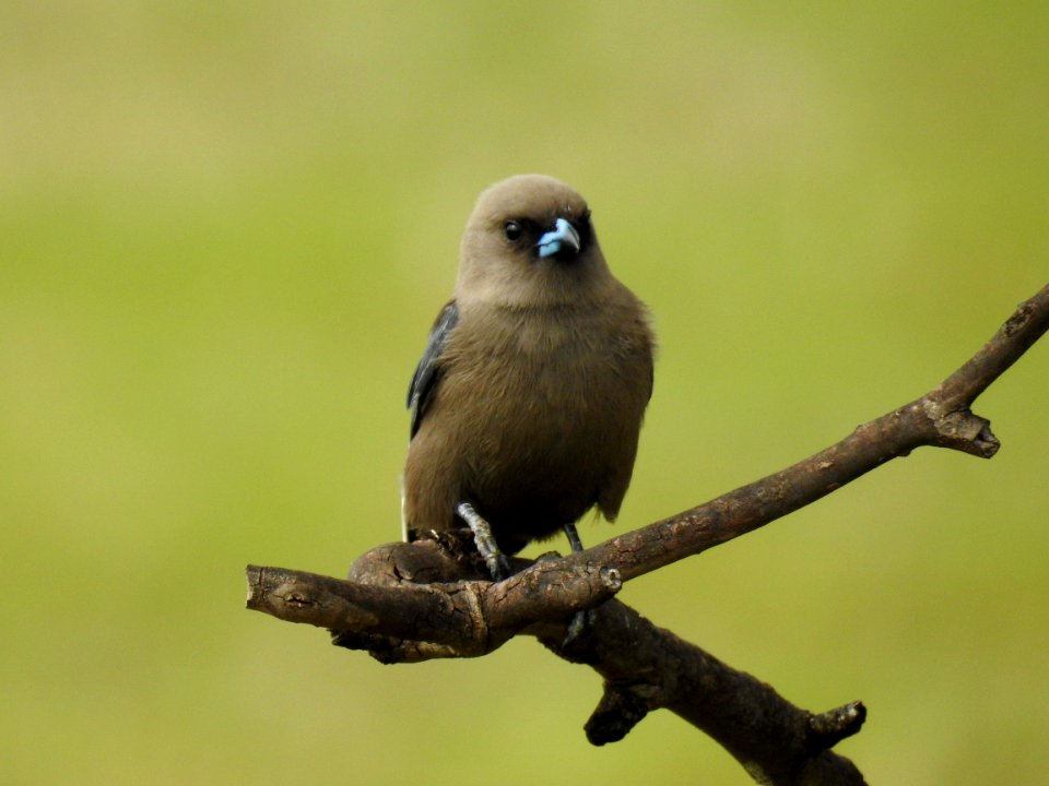 Dusky woodswallow