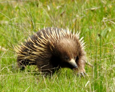 Echidna on the move