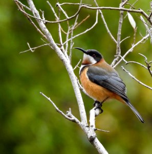 Eastern spinebill photo