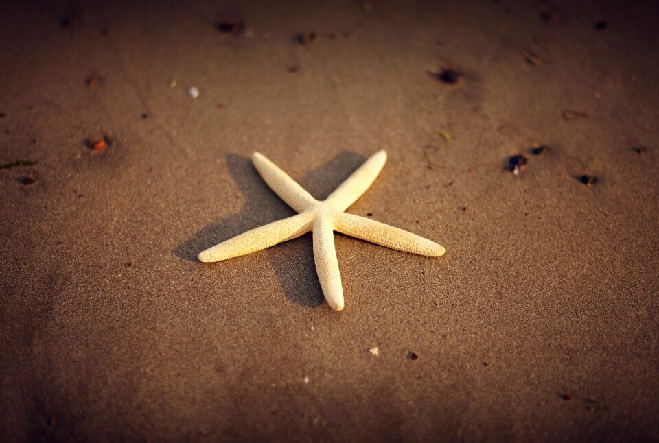 Beach sand animal marine