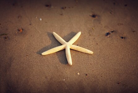 Beach sand animal marine photo