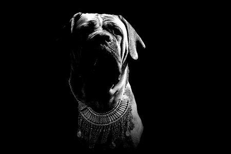 Puppy mastiff animal