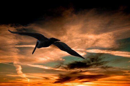 Nature wildlife sky
