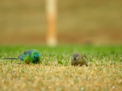 Male and female red-rumped parrots photo