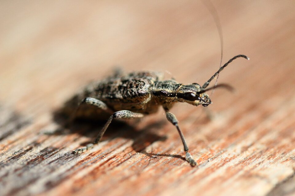 Summer nature insect species