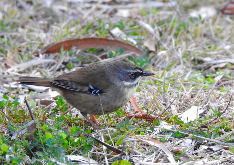 White-browed scrub wren
