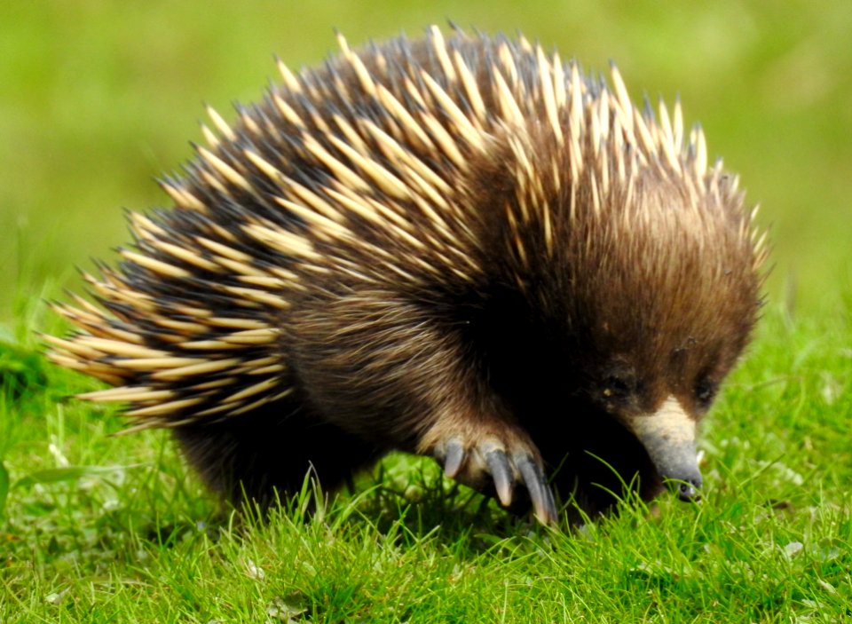 Echidna on the move
