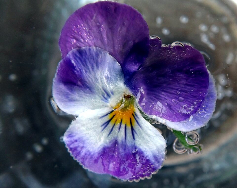 Water violet petals