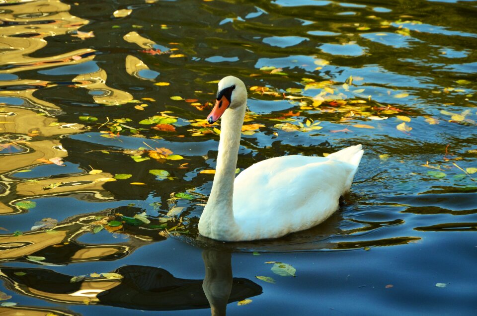 Water bird autumn leaves