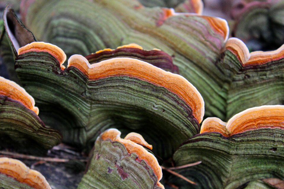 Autumn mushrooms on tree tribe
