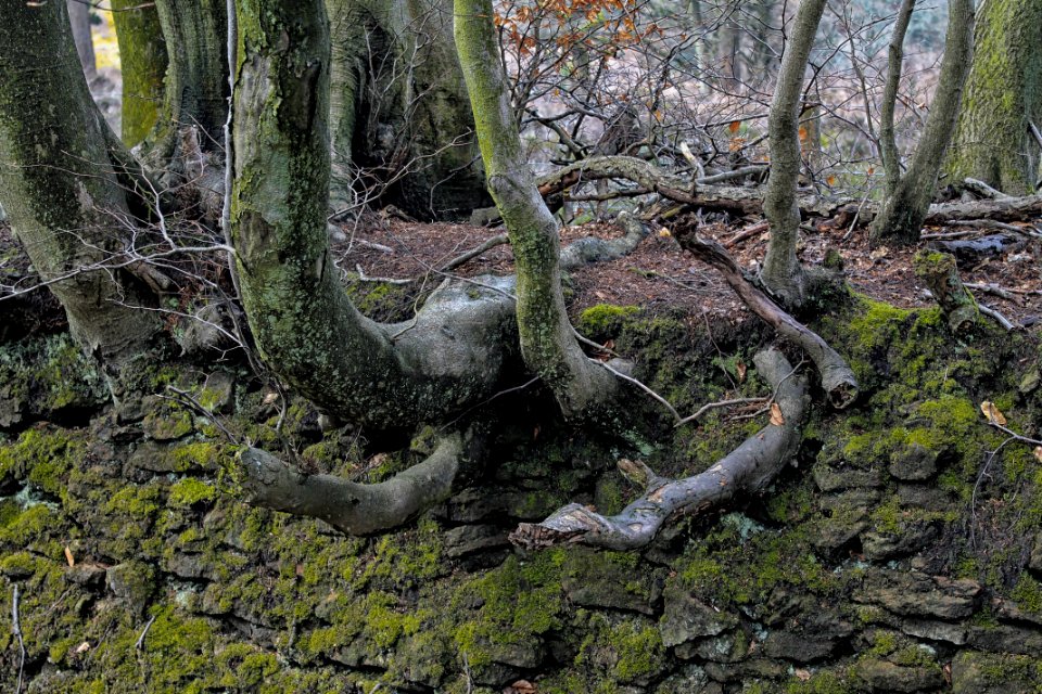 Leith-Hill-april-2016