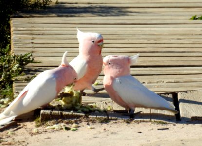 Major Mitchell or Pink Cockatoo