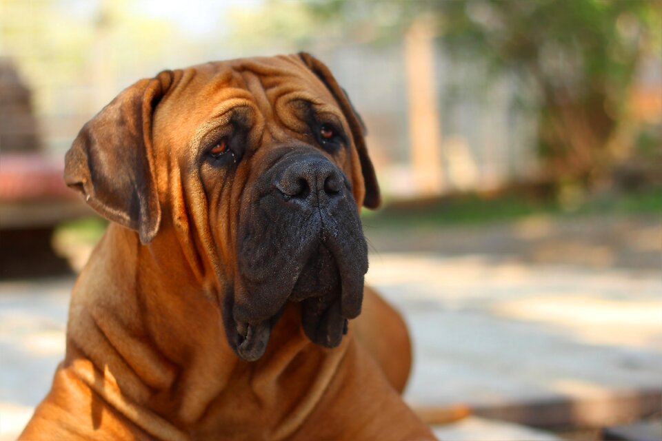 Puppy mastiff animal