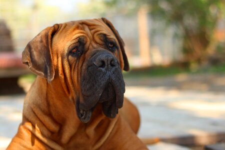 Puppy mastiff animal