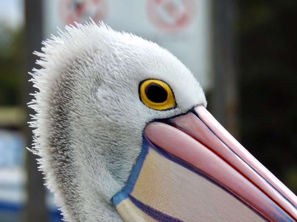 Pelican at Mallacoota
