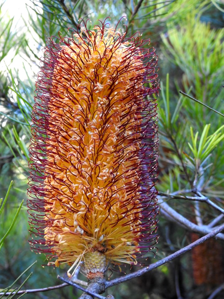 Banksia flower
