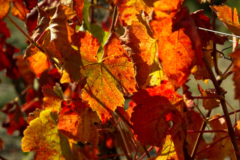 Vine leaves vineyard fall
