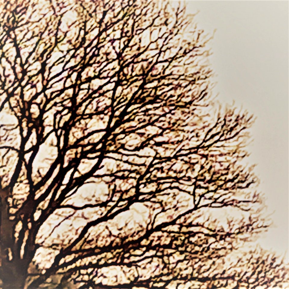 Eiche / Chêne / Oak