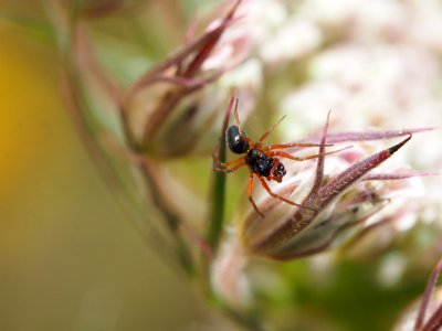 Zwergspinnen / Erignonae? photo