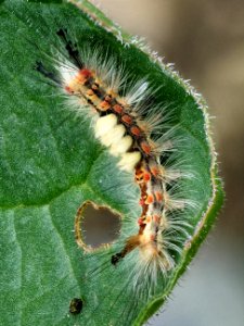 Schlehen-Bürstenspinner-Raupe - Orgyia antiqua