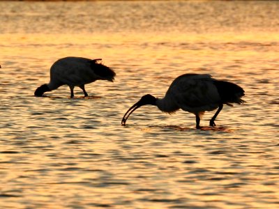 Mallacoota