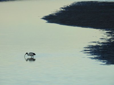 Australian white ibis