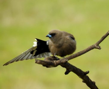 Dusky woodswallow photo