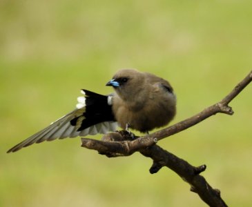Dusky woodswallow