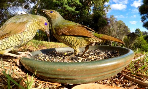 Satin bowerbirds