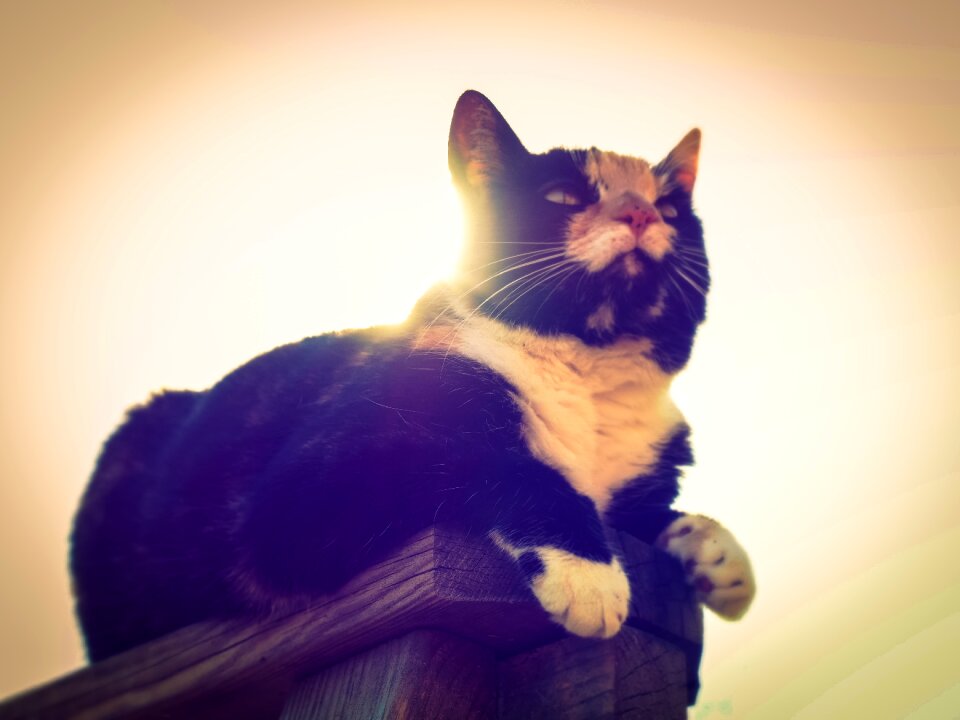 Cat's eyes domestic cat sepia