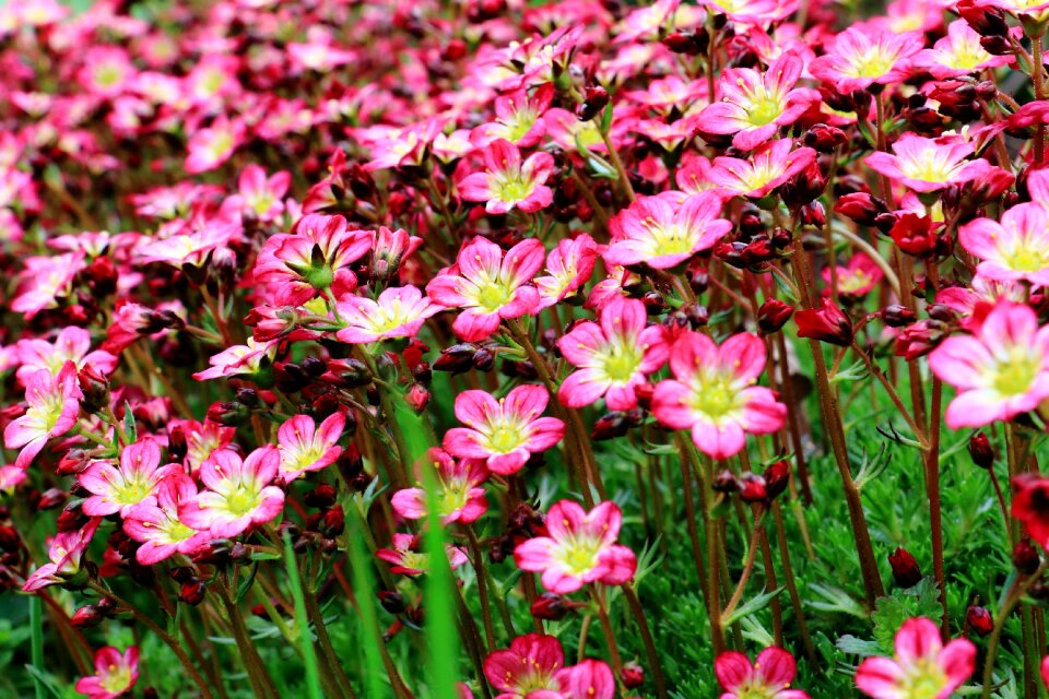 Red red flower garden