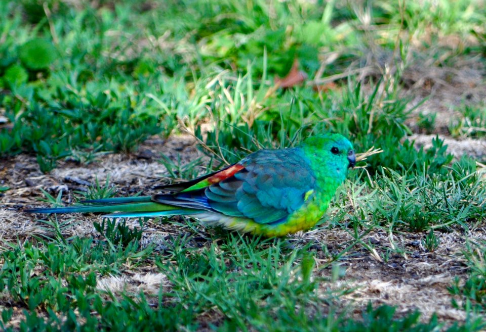 Red-rumped parrot (male)