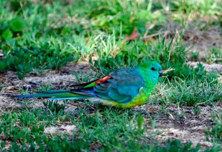Red-rumped parrot (male) photo