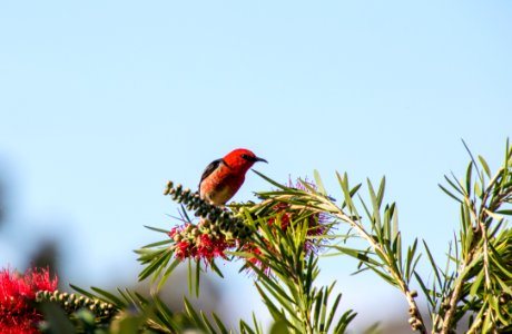 Scarlet honeyeater