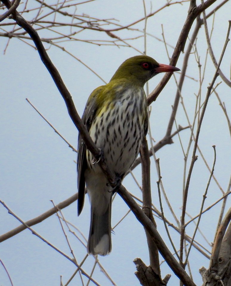 Olive-backed oriole