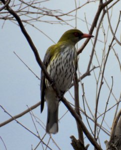 Olive-backed oriole photo