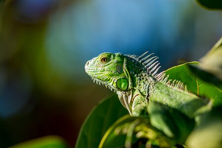 Reptile wildlife green photo