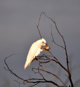 Little corella photo