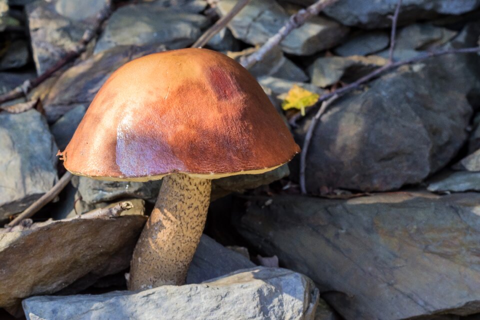Autumn nature season