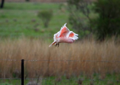 Major mitchell cockatoo i