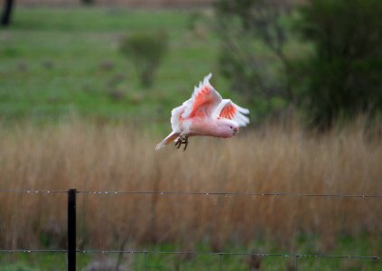 Major mitchell cockatoo i photo