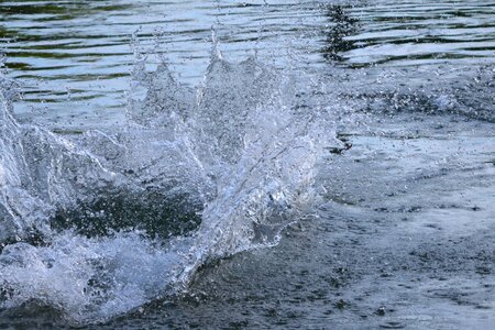 Dog immersion wet