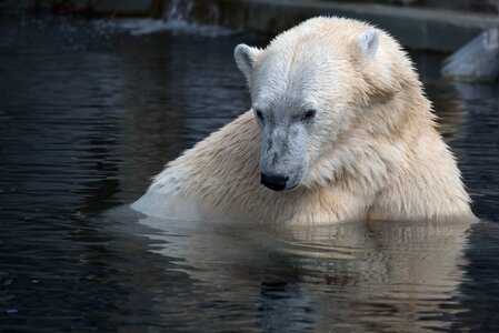 Natural polar bear white