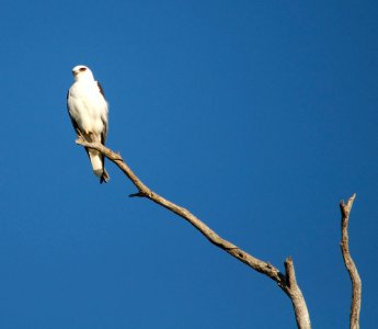 Black shouldered kite