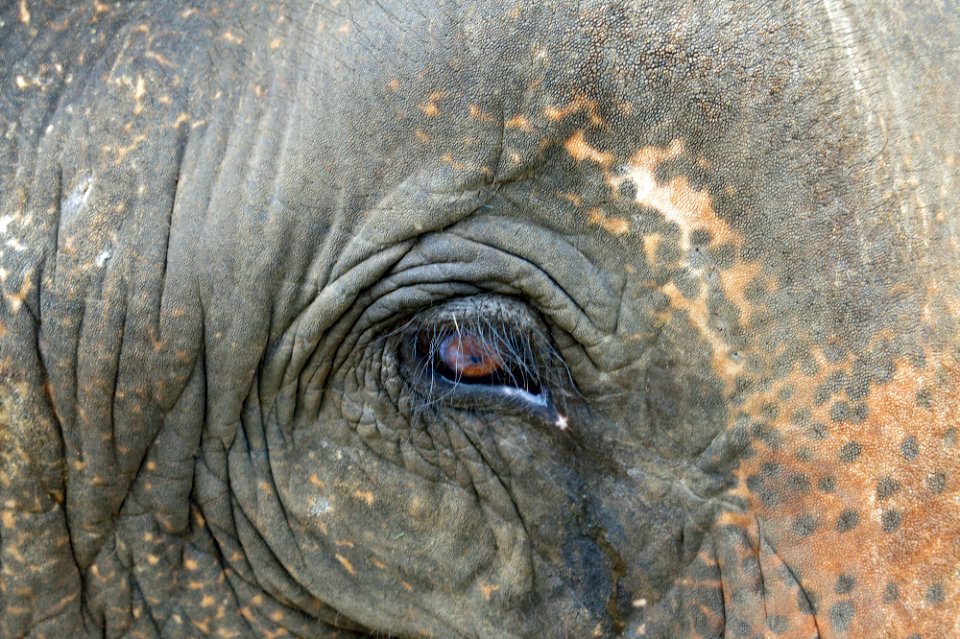 Asian elephant eye