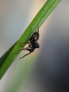 Heliophanus Cupreus (m)