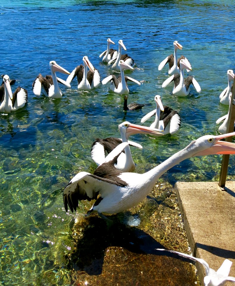 Pelicans