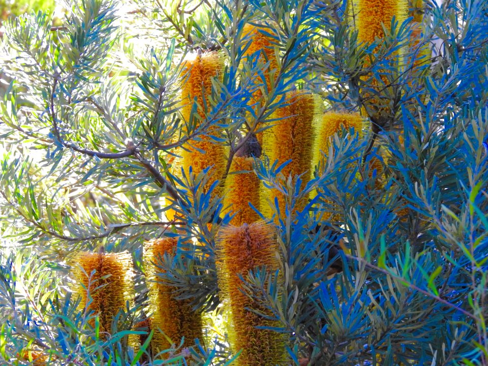 Banksia flowers