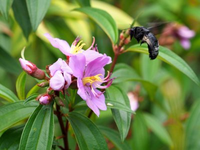 Carpenter bee photo